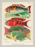 Ornate White Rustic Wood Framed Great Barrier Reef Fishes Vintage Illustration Wall Art Print